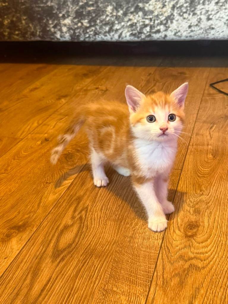 Male Ginger kitten