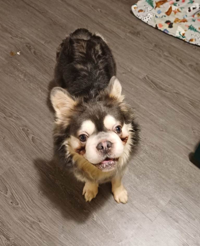 Beautiful 14 month old frenchie with rare husky gene 