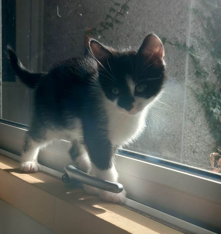 Kittens