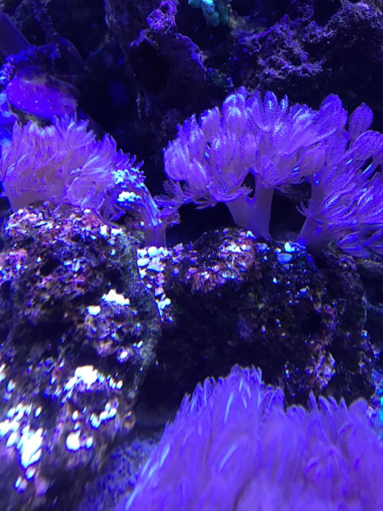 Marine soft corals 
