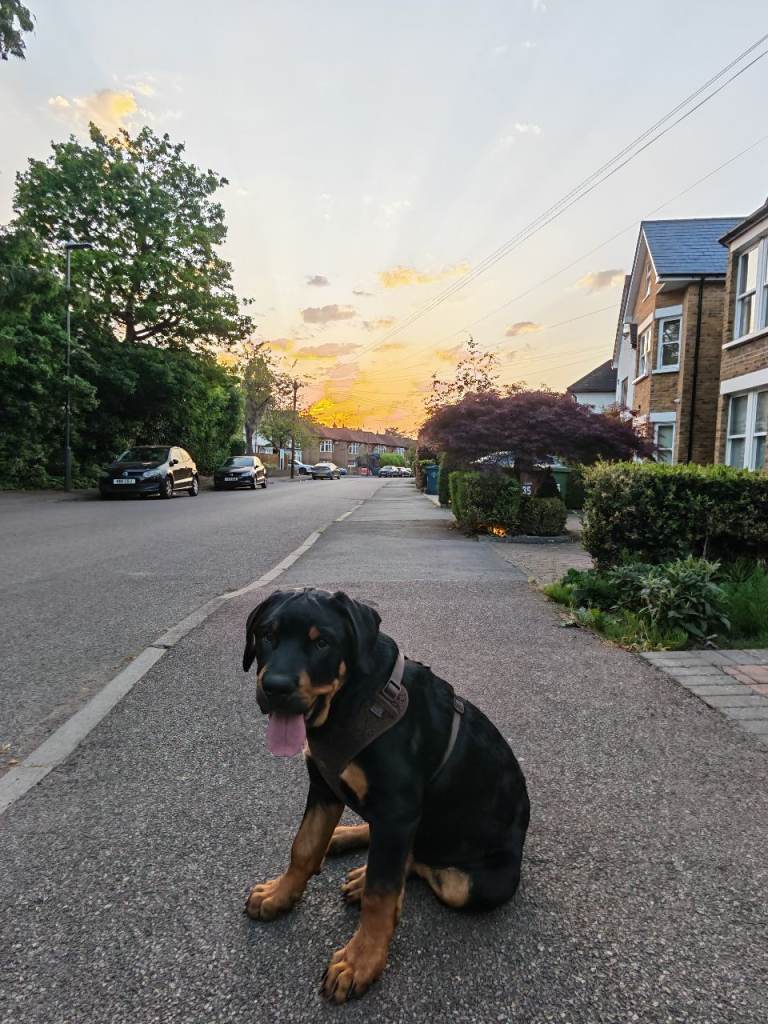 Gorgeous Rottweiler cross doberman