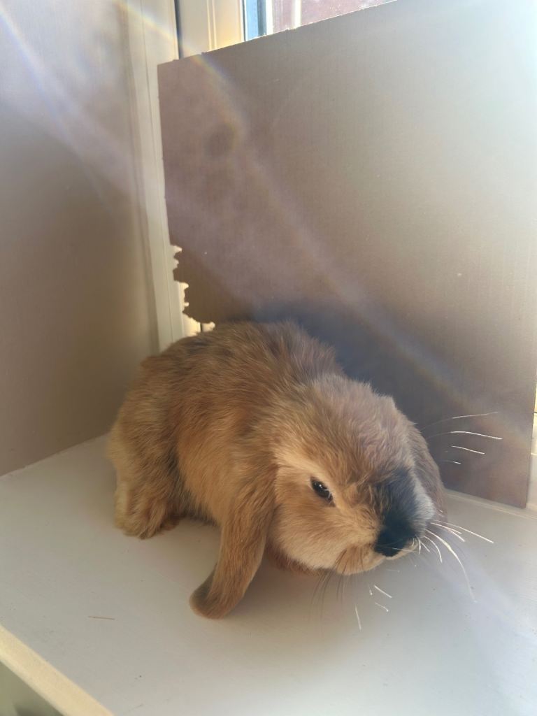 Pure Dwalf mini lops