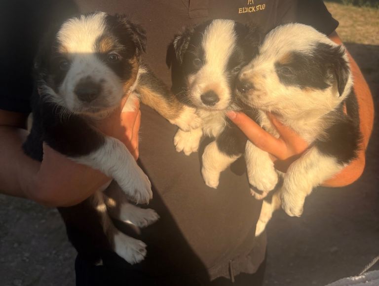 Beautiful tri-coloured & black+white border collie puppies  