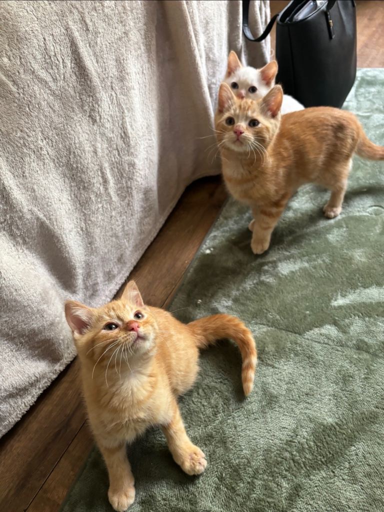 Kittens Ready to leave now 