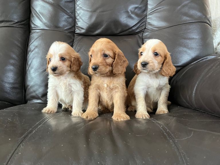 Cavapoo puppies