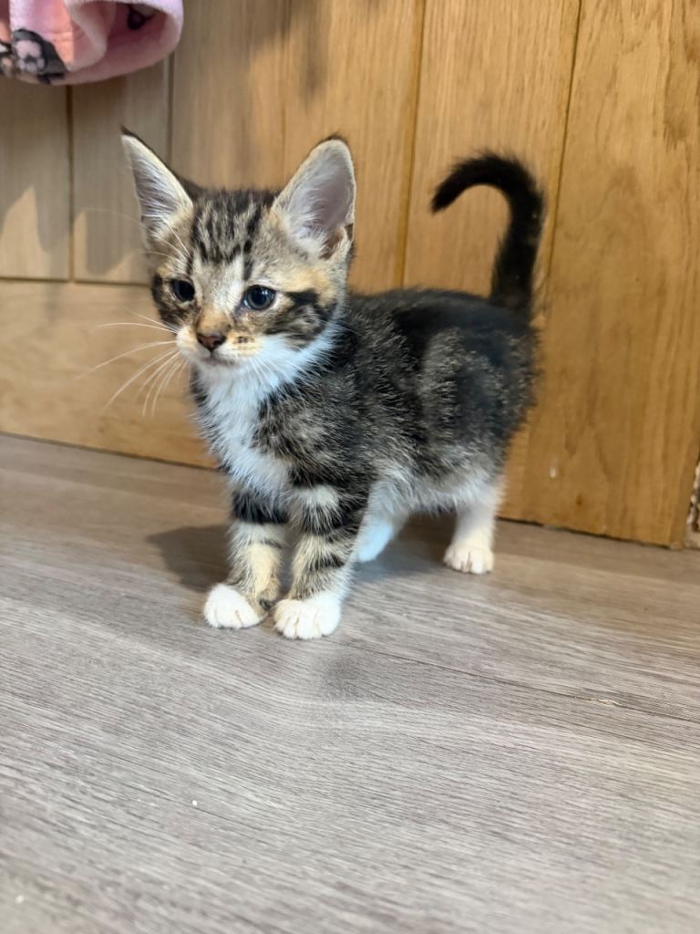 Kittens for sale 