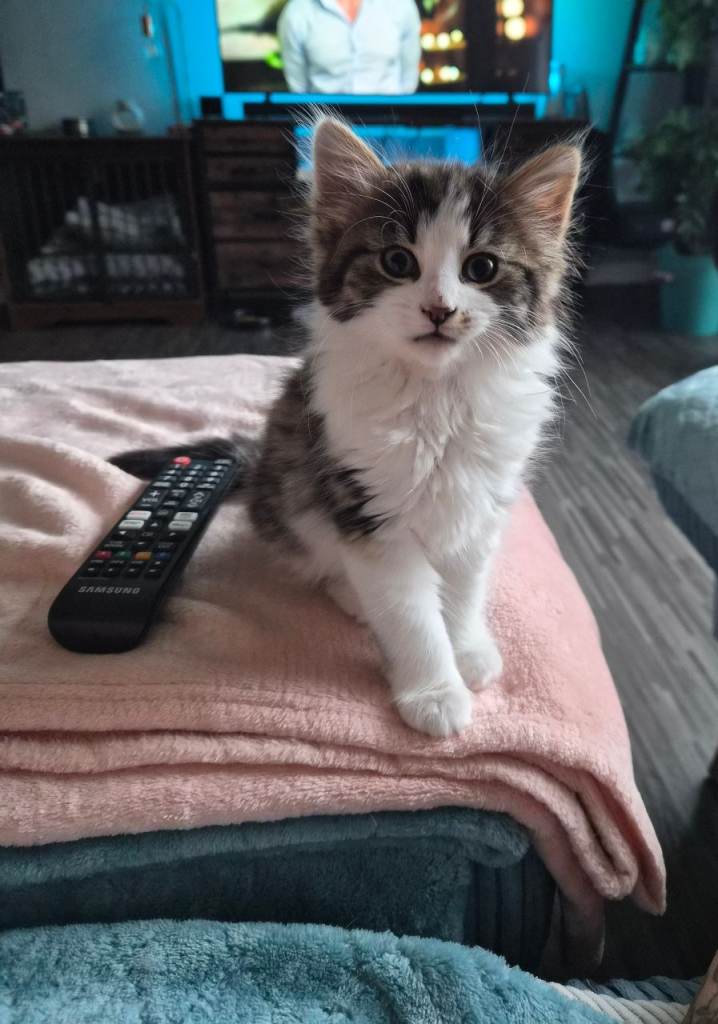 Beautiful Norwegian Forest Cat X Kittens 