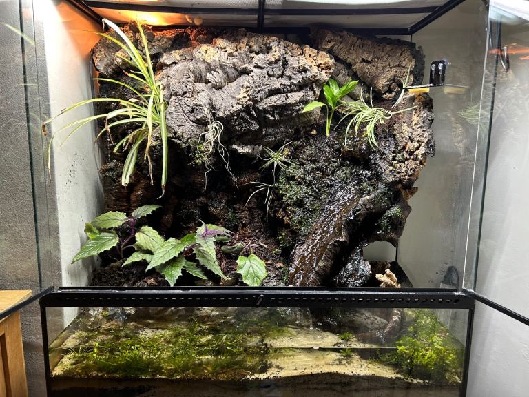 Bioactive paludarium