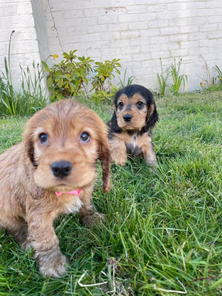 Cocker spaniel pups
