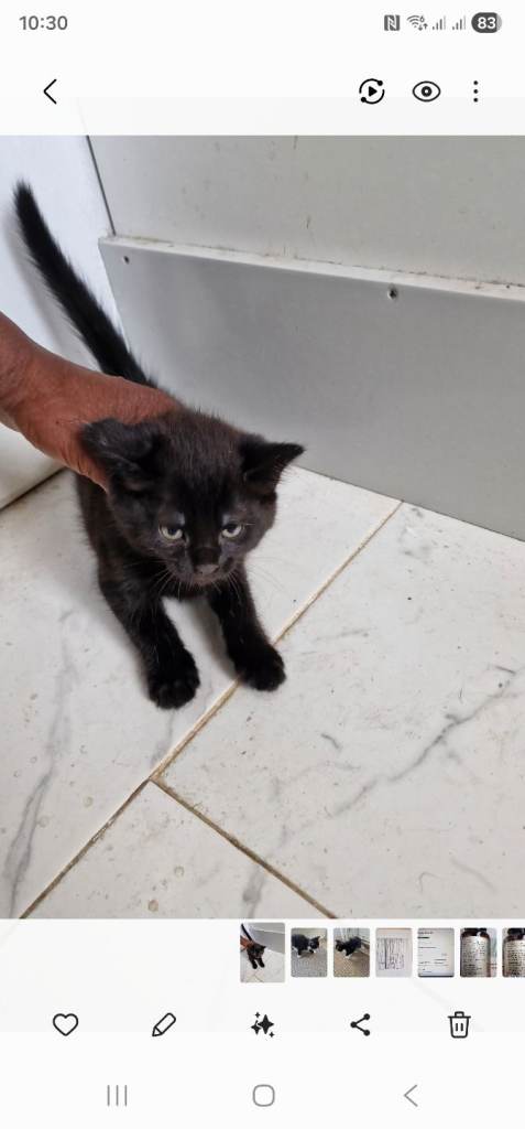 Kittens 