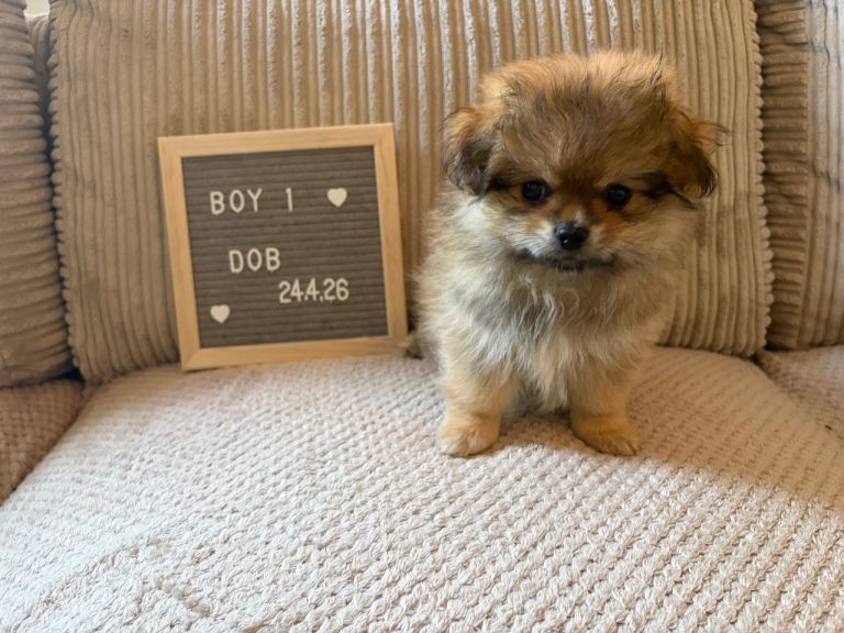 Pomeranian/Shih Tzu puppies