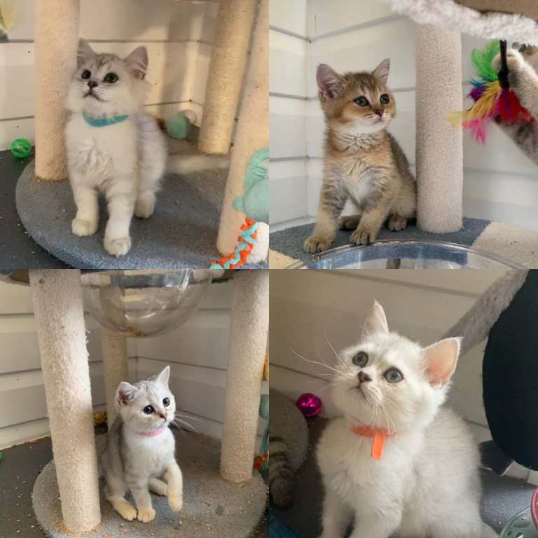 BSH pedigree Kittens silver and Gold Shaded 
