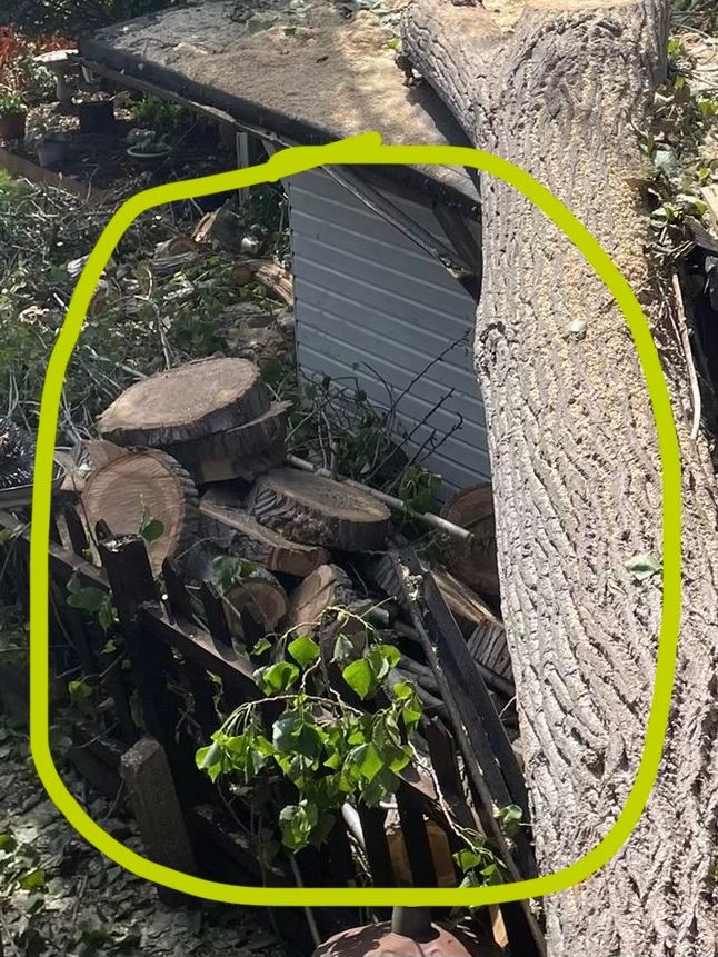 *** Free firewood log rings from tree surgery +++