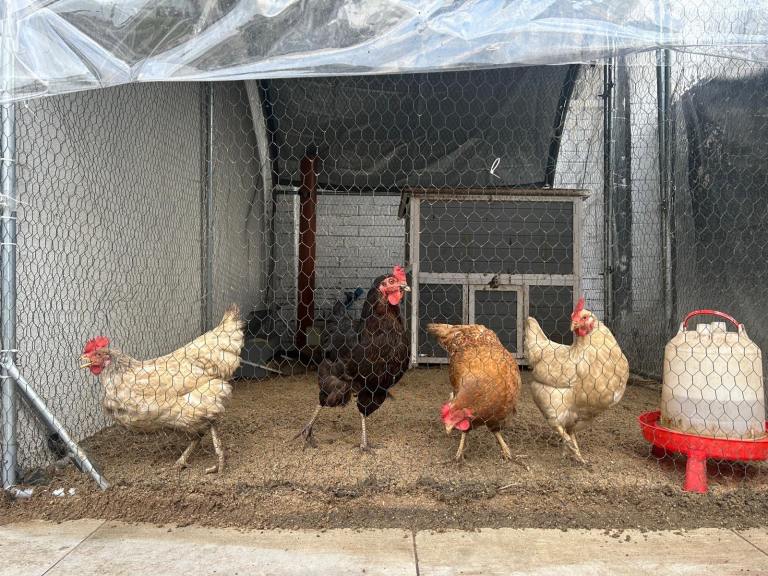 4 beautiful egg laying hens & full setup 