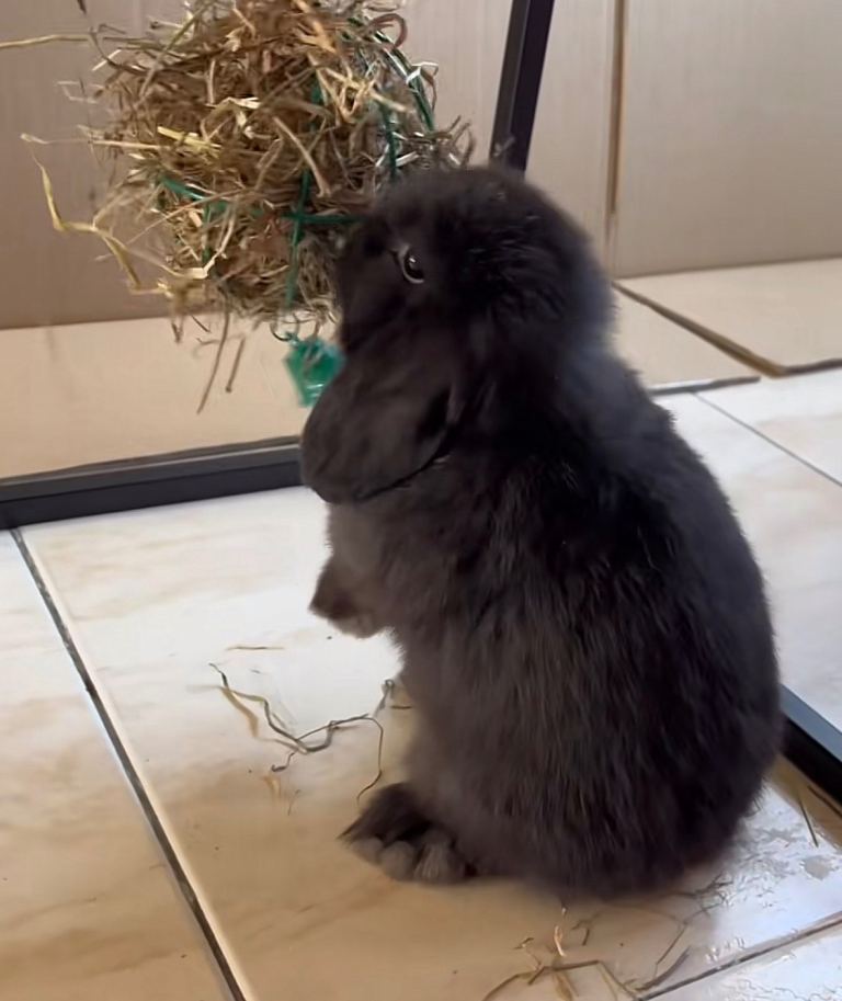 Baby Mini Lops (Ready 19th of Feb)