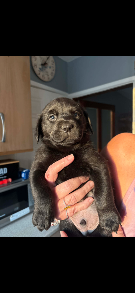 Rottweiler x Labrador Puppies
