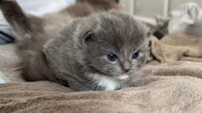 British longhair x ragdoll kittens✨