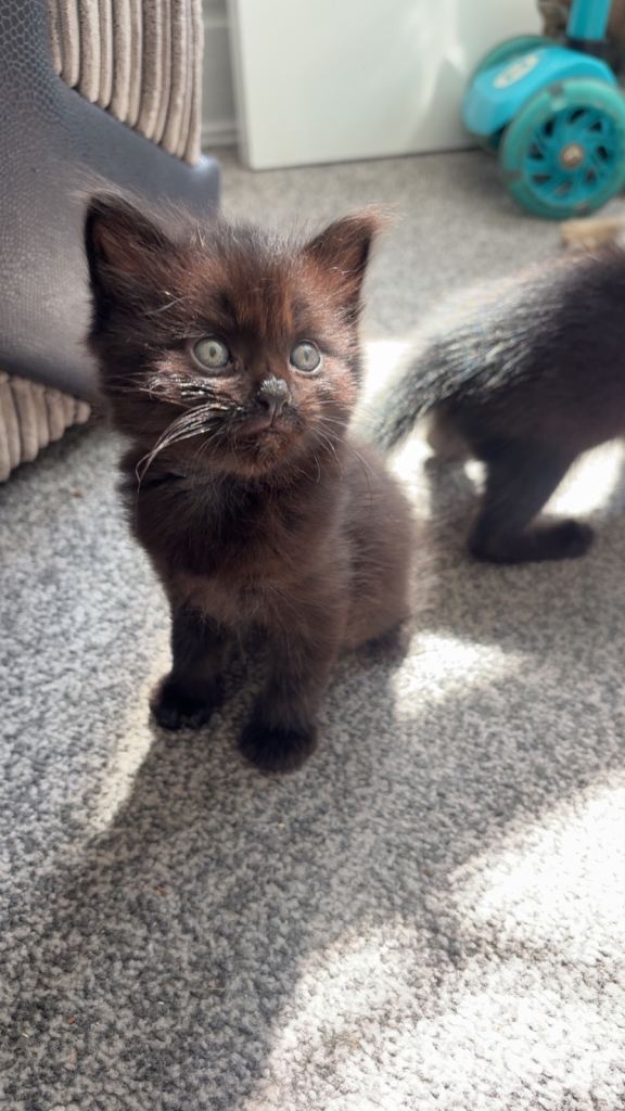 2 Black kittens for sale