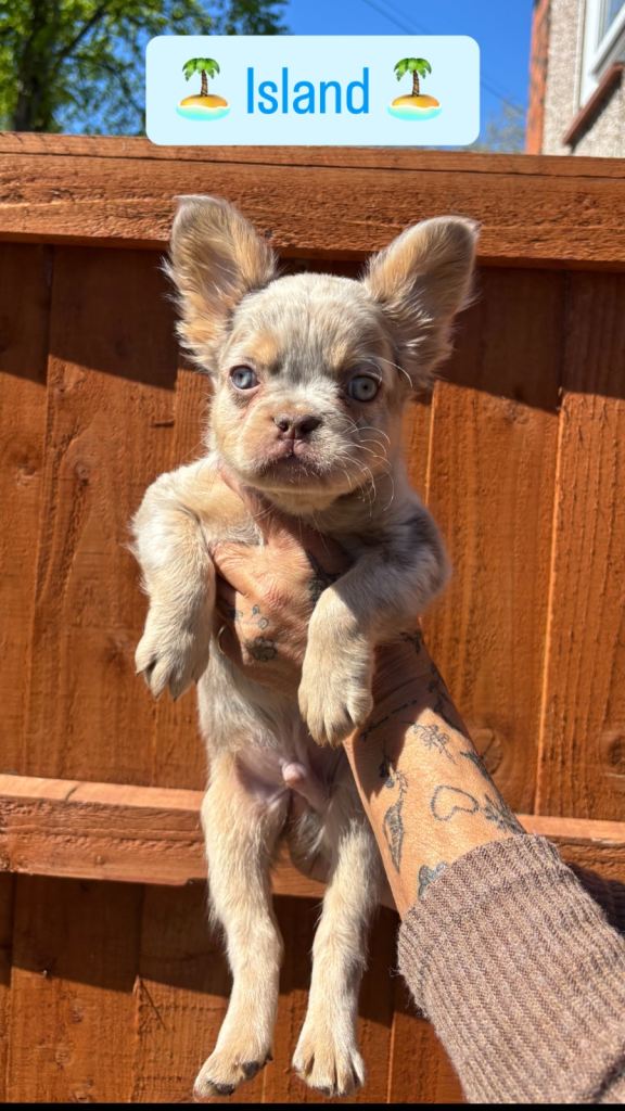 French Bulldogs pups ready now Isabella Tan