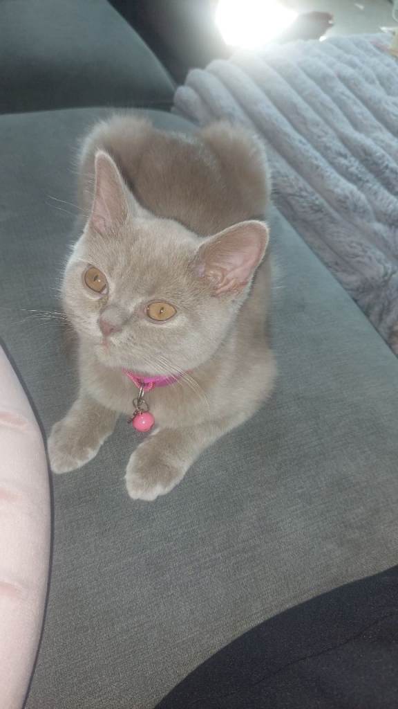 British short hair kittens 