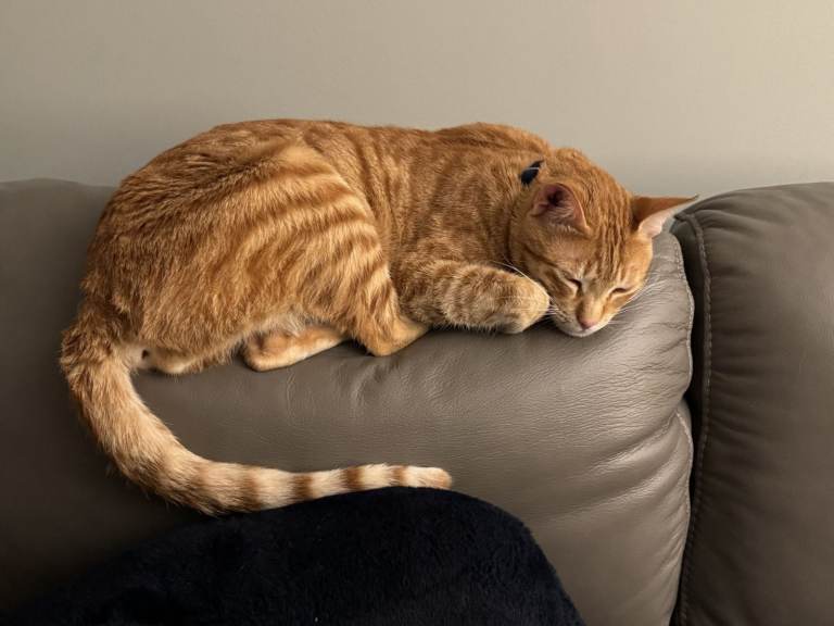 Male Arabian Mau