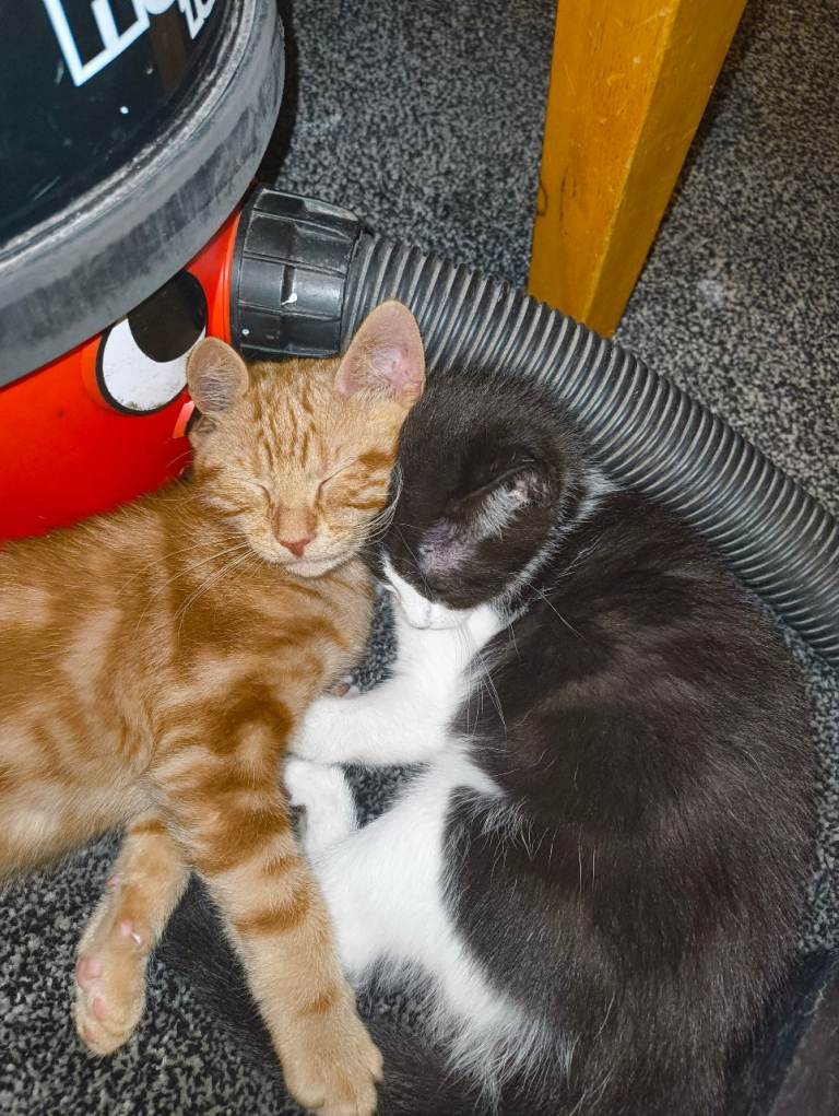 3 month old mixed breed kittens looking for forever hone
