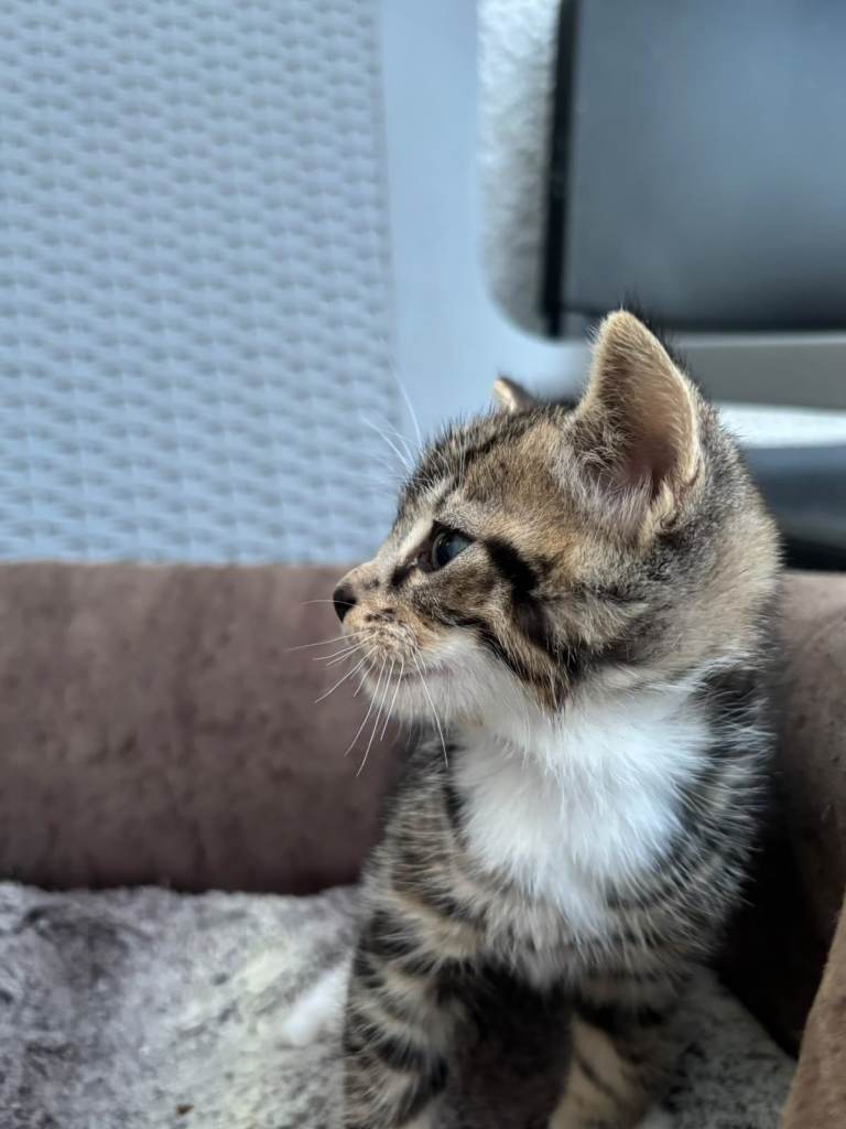 Beautiful kittens