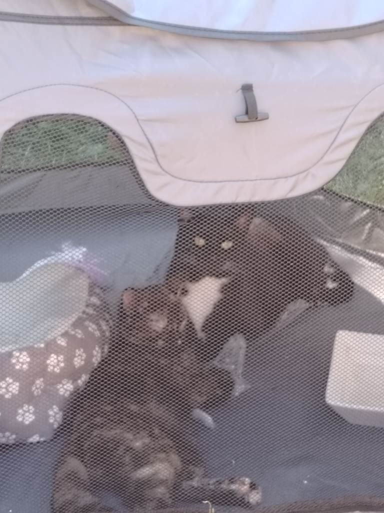 2 girl cats to be rehomed 