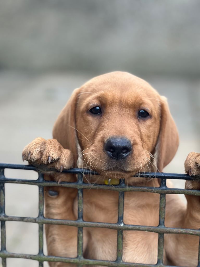 Fox red Labrador puppies 