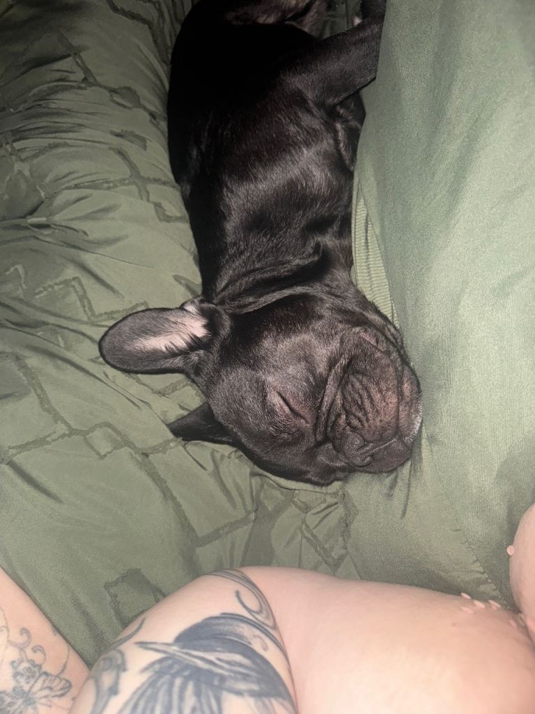 French bulldog 