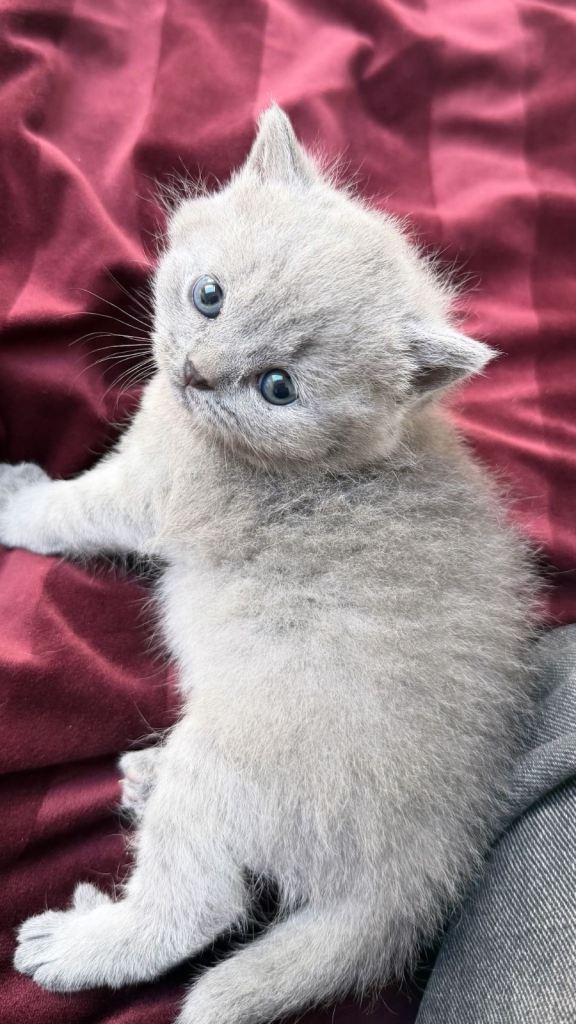 British Shorthair Kitten