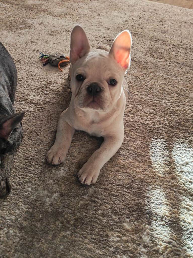 13 week old french bulldog