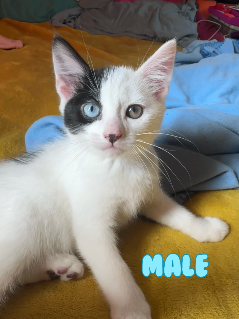 Kitten for sale