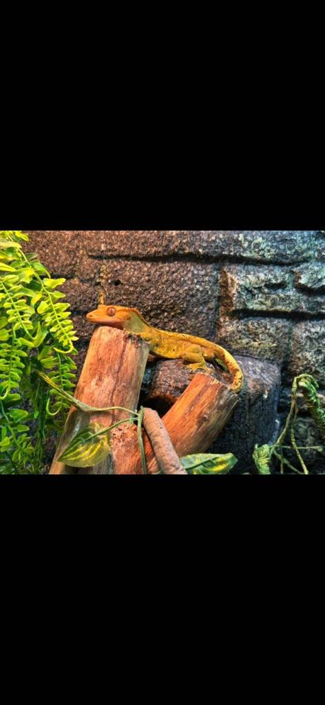 Male crested gecko with full set up 