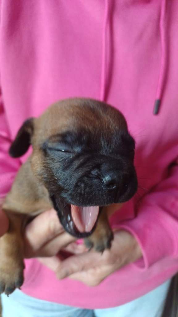 Miniature dachshund x french bulldog puppies 