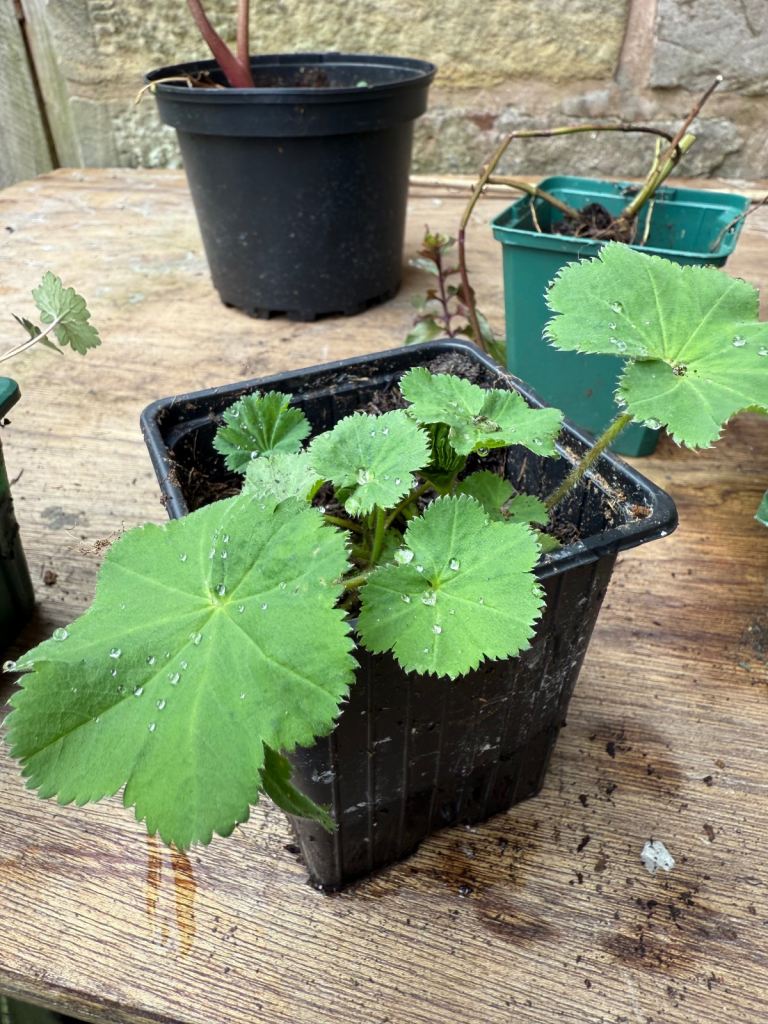 Alchemilla Mollis Lady’s Mantle Garden Plant