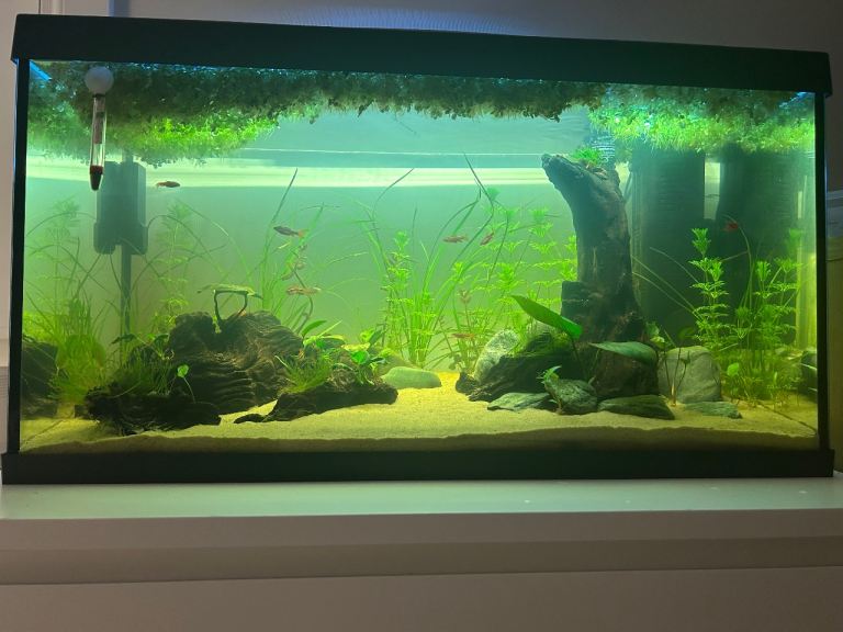 Floating Plants- Salvinia Minima