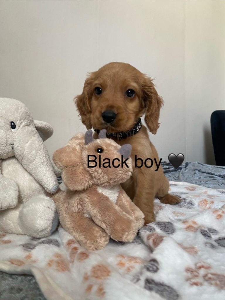 ❤️❤️Cockapoo puppies ❤️❤️