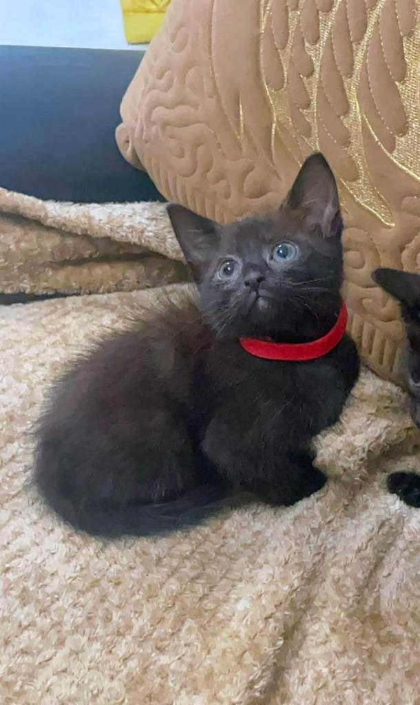 Adorable Kittens 
