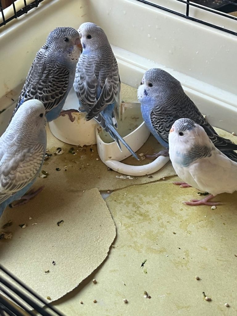  Budgies  with new cage  