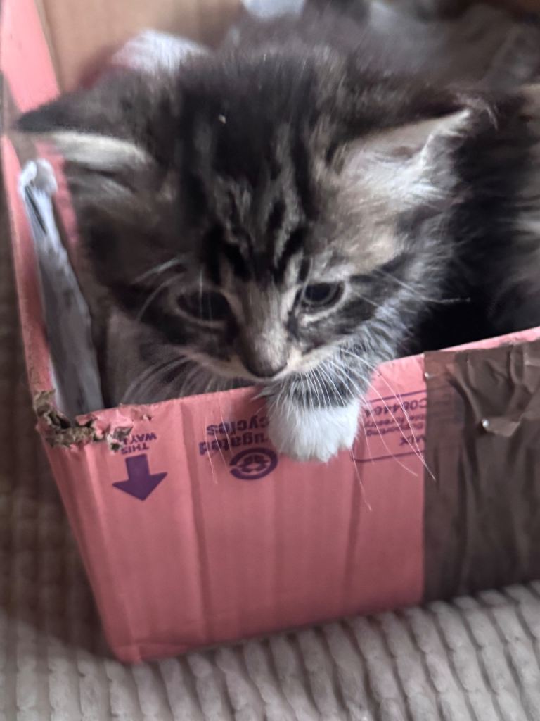 Half Maine coon kittens 