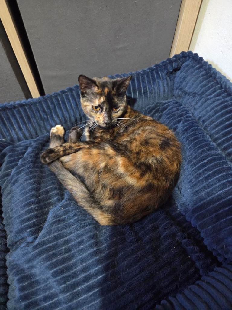 19week old tortoiseshell kitten