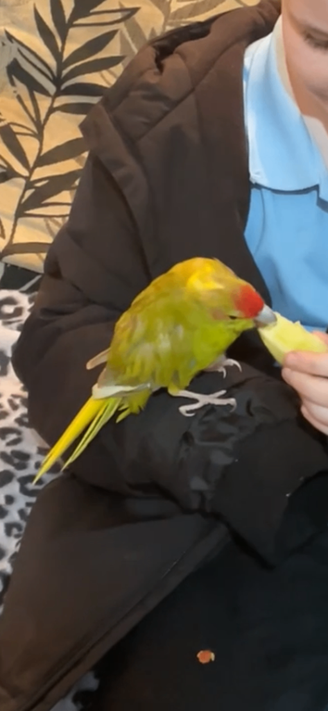 Cockatiel and kakariki £70