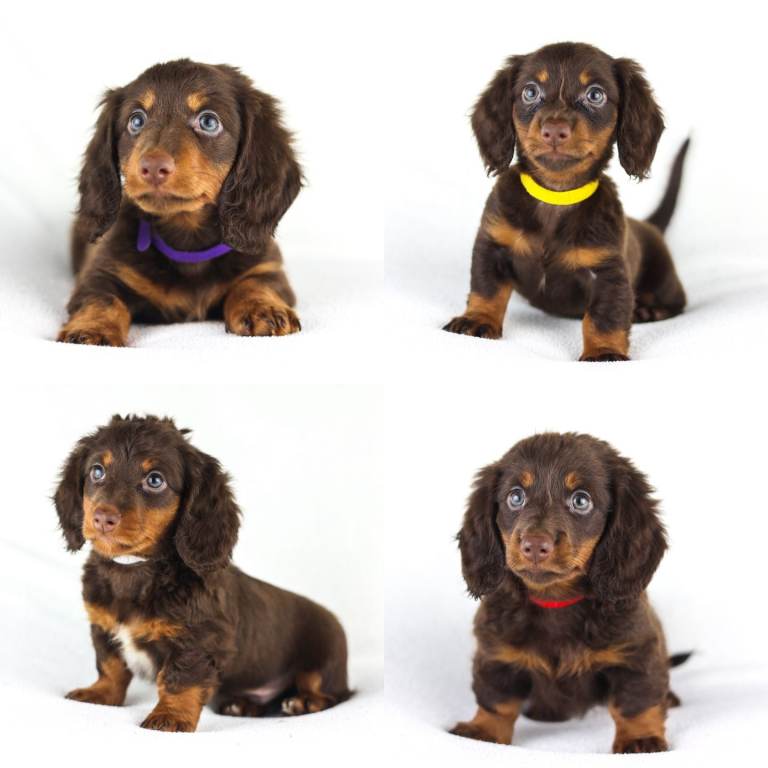 Minature Chocolate & tan Longhaired