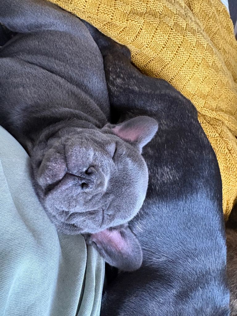 2 french bulldog girls left ready to go ❤️