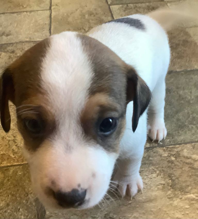  Miniature Jack Russell pups.