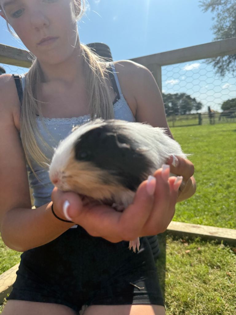 Male guinea pigs