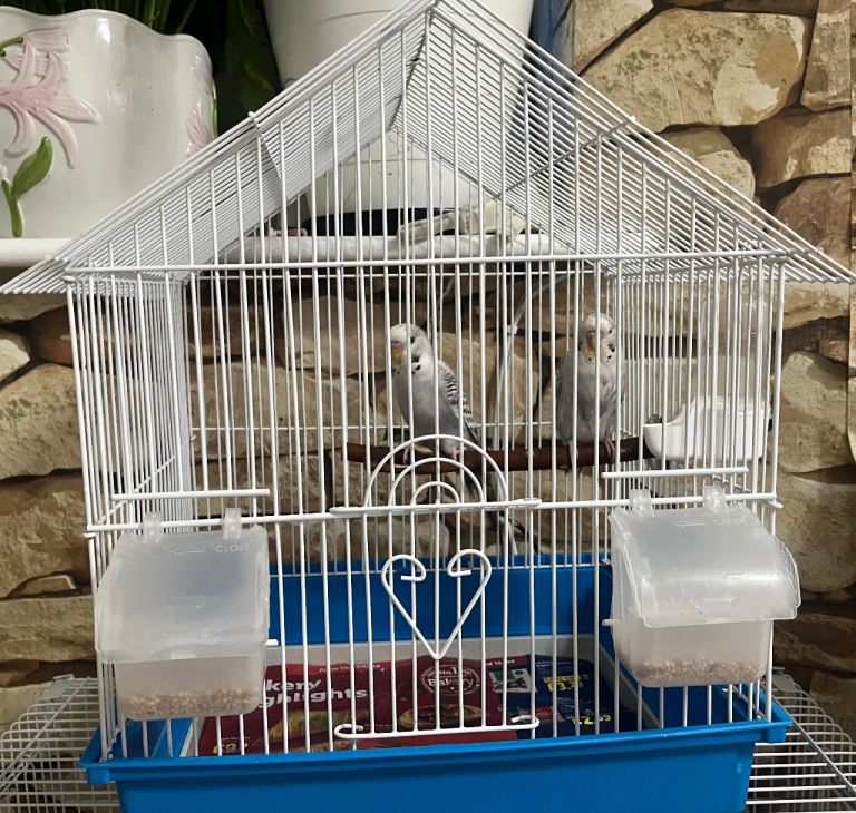 Pair budgies 