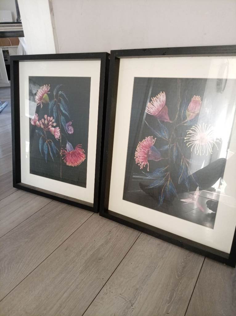 Pair of Botanical Prints in Black Frames – Good Condition