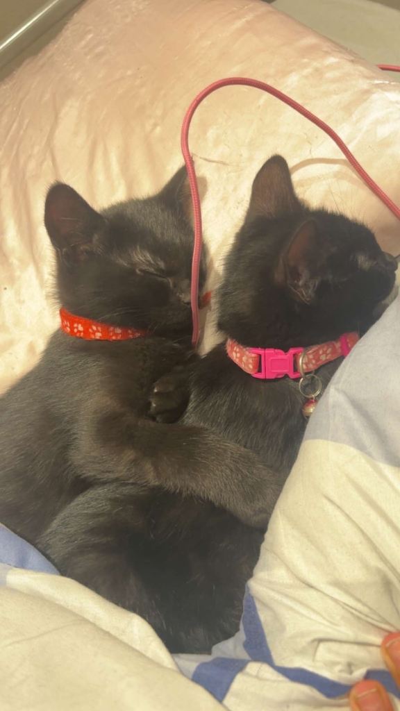 Black Kittens for Sale – Brother & Sister (Forever Home Wanted)